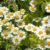The Ultimate Guide: How to Plant, Grow, and Care for Feverfew
