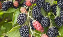 How to Grow Blackberries from Cuttings