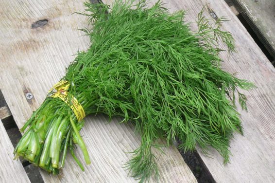 Top 10 Herbs to Grow in Your Kitchen Garden