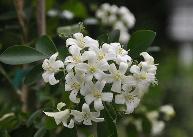 How to Grow Night Blooming Jasmine - Plant Instructions