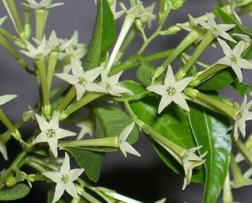 How to Grow Night Blooming Jasmine