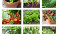 10 High Yield Vegetables You Should Plant Today