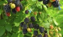 7 Tips for Growing Blackberries in Pots or in Your Yard