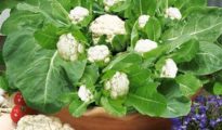 How to Grow Cauliflower in Pots or Containers