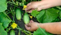 The Secret to Growing Crisp and Delicious Cucumbers: A Comprehensive Guide