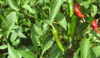 How to Grow Jalapenos: A Guide to Growing Jalapeno Plants