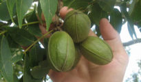 How to Grow Pecan Trees From Seed