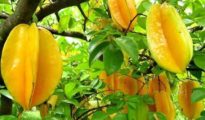How to Grow Starfruit