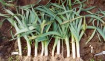 12 Winter Gardening Crops You Need to Plant