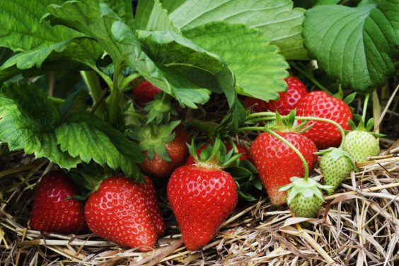 How Long Does it Take to Grow Strawberries From Seed?