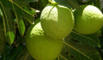 How to Plant Breadfruit Trees
