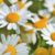 How to Grow Chamomile Indoors