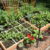 Organic gardening: Tips for growing a garden without the use of chemicals or synthetic fertilizers.