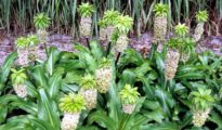 How to Grow Pineapple Lilies in Your Garden