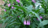 What is Comfrey: How to Grow Comfrey & Use It