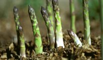 5 Perennial Vegetables To Plant Now and Enjoy Forever