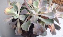 7 Reasons Why Your Succulents Are Dying