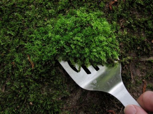 How to Grow Your Own Moss