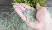 How to Grow Grass in Clay Soil
