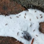 borax ant killer