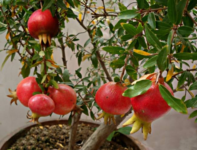 How to Grow Pomegranates Indoors
