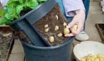 How to Grow Baby Potatoes