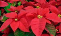 How to Care For Poinsettia
