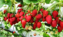 How to Grow A Lot of Strawberries
