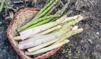 How to Grow White Asparagus