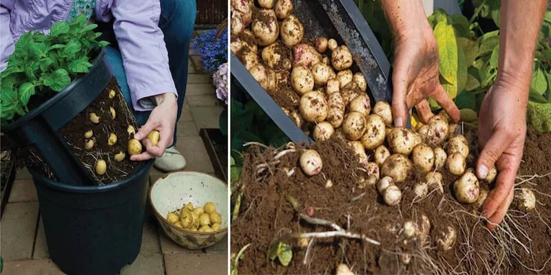 How to Grow a Hundred Pounds of Potatoes in a Pot