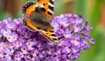 How to Plant Butterfly Bushes