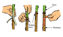 How to Graft Fruit Trees: The Four Flap Graft