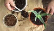 How to Repot a Plant