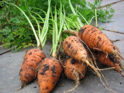 How to Grow Chantenay Carrots