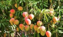 How to Grow Mango From Seed
