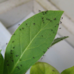 The Tiny but Mighty Pest: Understanding Gnats and How to Control Them
