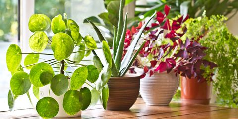 How to Grow Indoor Plants