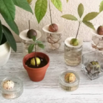 How to Grow Avocado Indoors