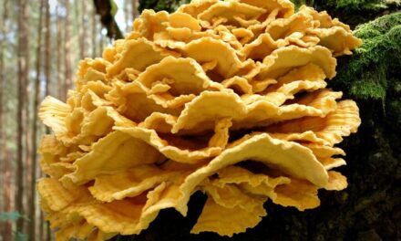 How to Grow Chicken of the Woods Mushrooms at Home
