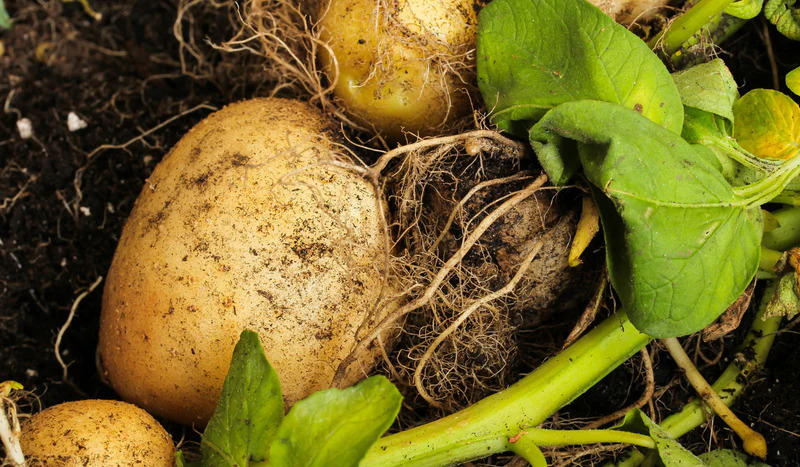 How to Grow Potatoes Indoors – A Step by Step Gardening Guide