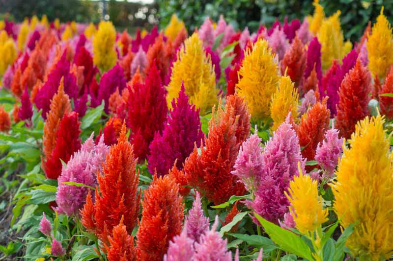 How to Grow Celosia From Seed