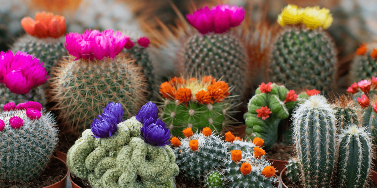 Cacti for Beginners: How to Grow and Care for Cacti
