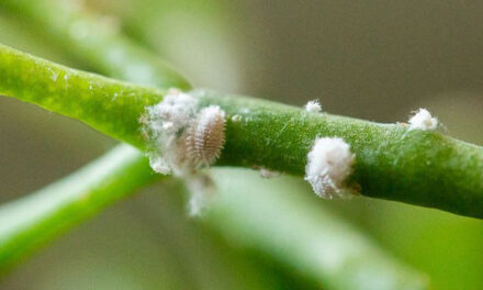 Pest Control Tips: How to Control Mealybugs in Your Garden