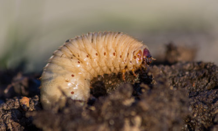 How to Get Rid of Grub Worms Naturally
