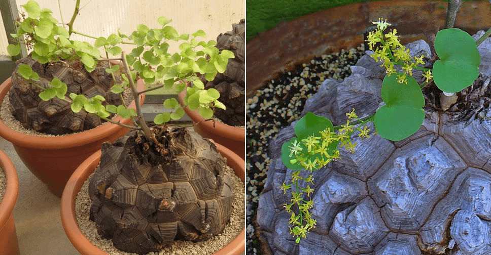 How to Care for Tortoise Plants