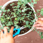 How to Grow Eucalyptus Trees