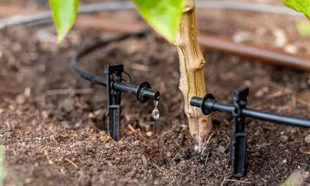 Drip Irrigation for Beginners: Efficient Watering for Your Plants
