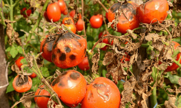 Early Signs of Tomato Blight and How to Manage It